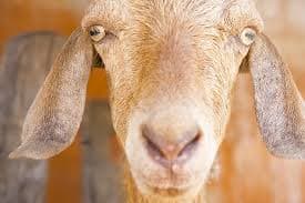 Universe Football Tierlist