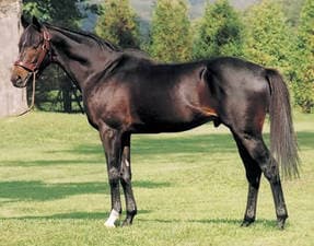 Survivor TL Enigma Pursuit