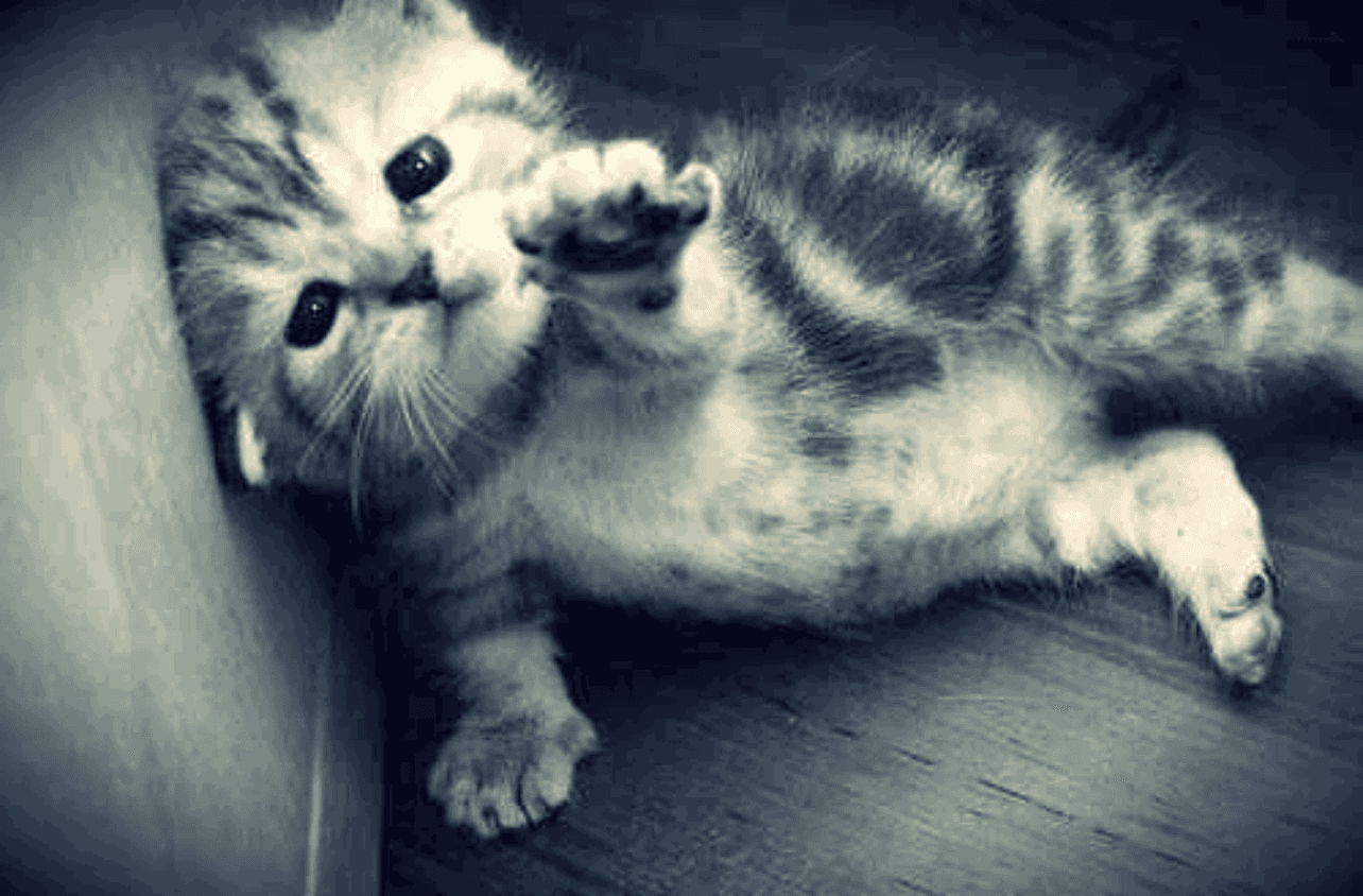 Enigma TL Enigma Pursuit